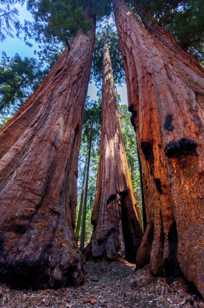 Forest of Giant Sequoias-2888.jpg Forest of Giant Sequoias-2888.jpg